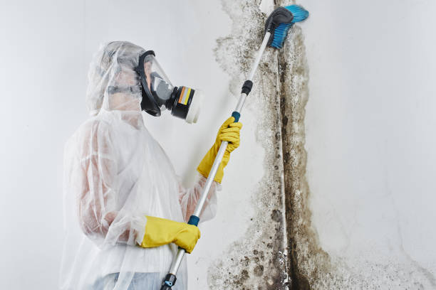 Mold Testing and Removal in Graton, CA