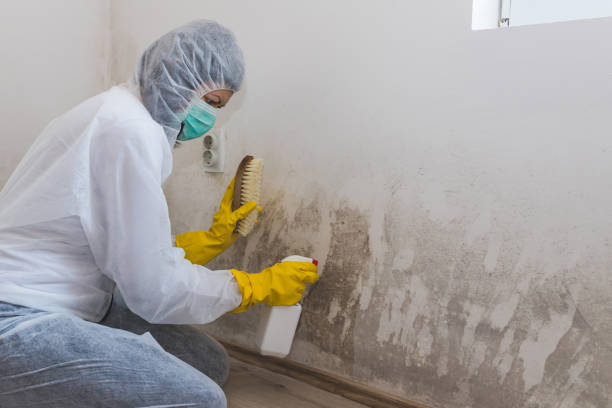 Attic Mold Removal in Graton, CA